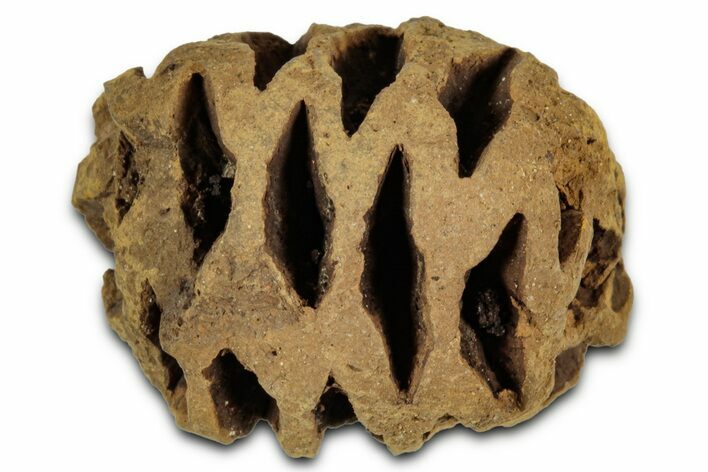 Fossil Pine Cone (Metasequoia) - Montana #352476